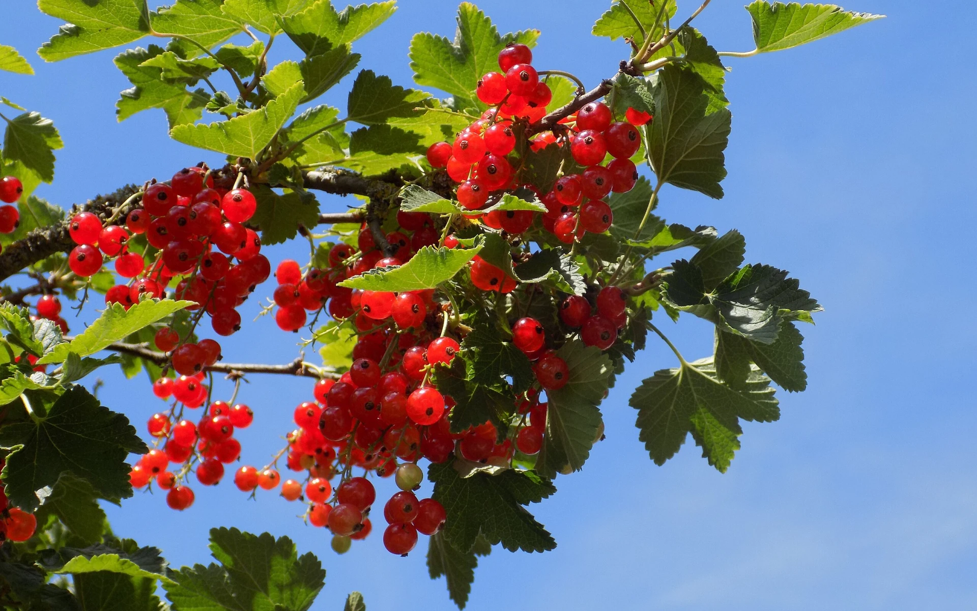 Podpora plodnosti rybízu: Co mu aktuálně dopřát, abychom sklízeli mnoho lahodných plodů?