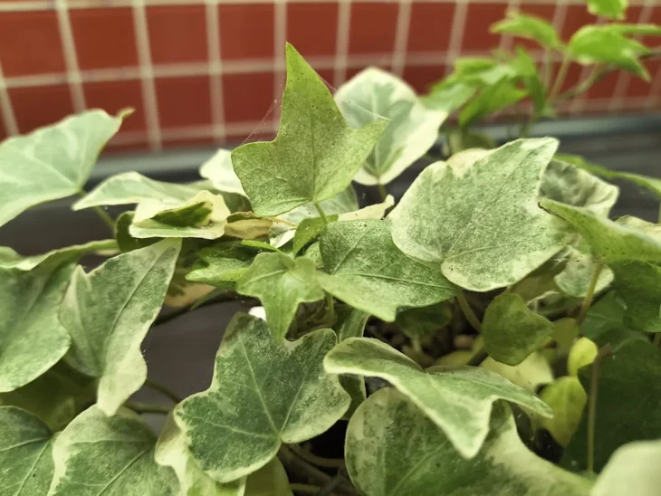 Svilušky na listech břečťanu