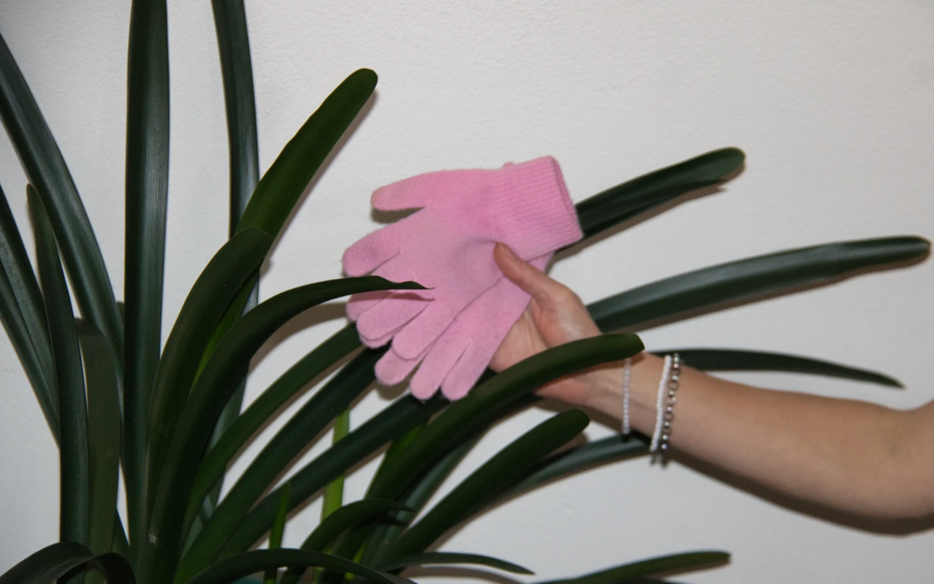 Máte doma Monsteru nebo jinou obří rostlinu? Tahání do sprchy ničí záda. Metoda „dvou rukavic“ s tím ušetří polovinu času