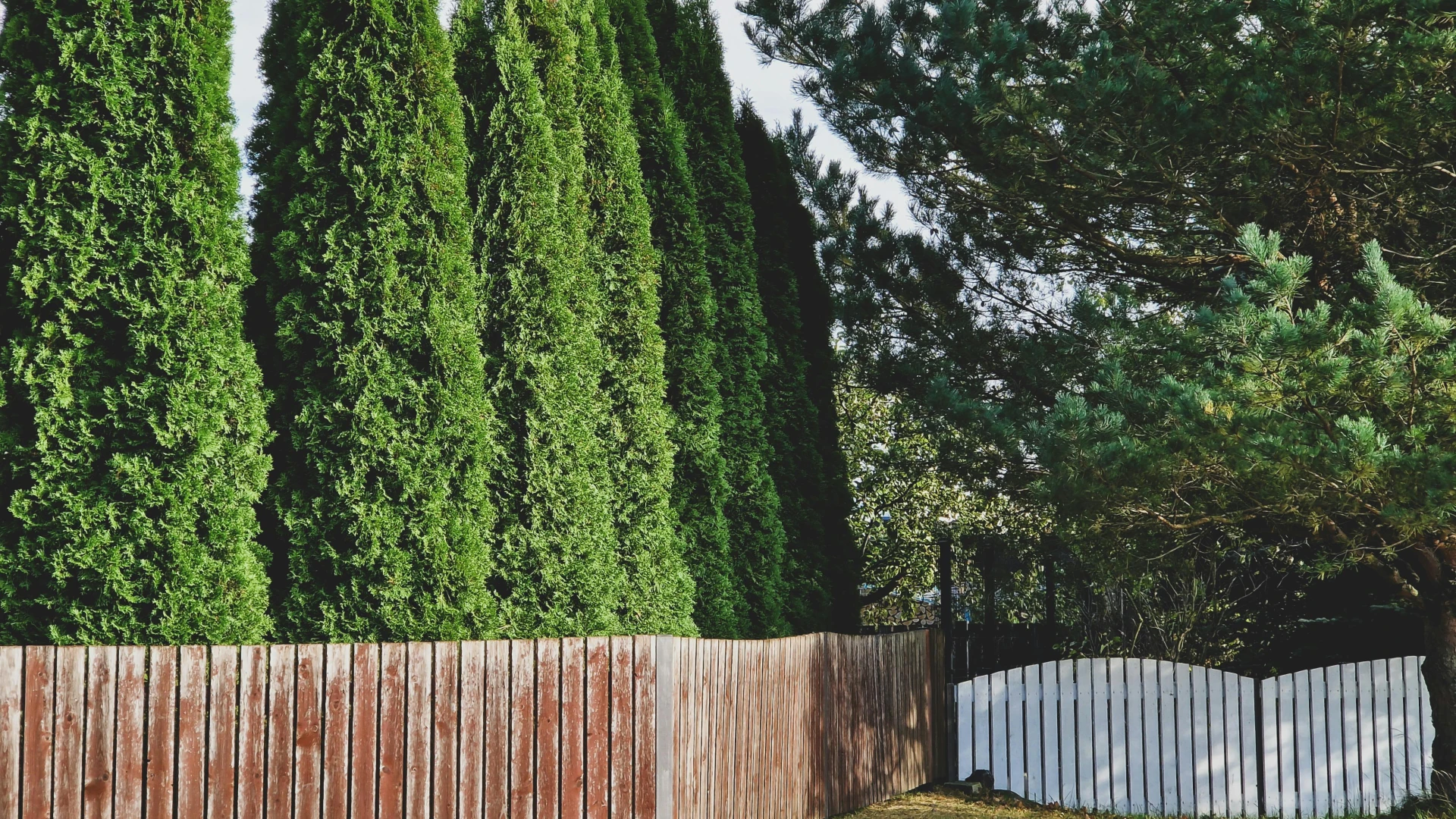 Hnědnutí tújí: Aby se krásně zelenaly, dopřejte jim nyní správnou péči a živiny