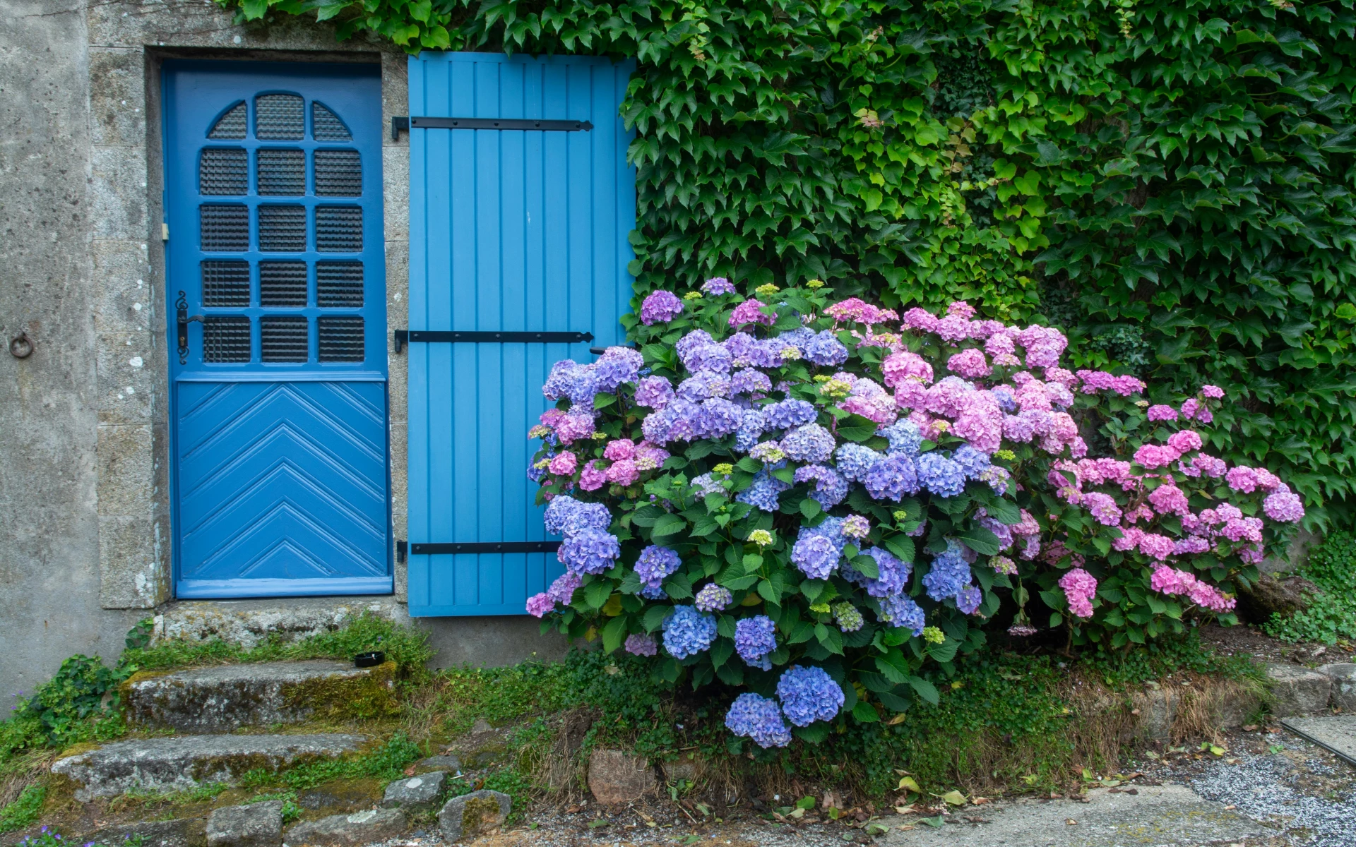Jak podpořit kvetení hortenzií? Dodejte jim sílu a energii, především v červenci
