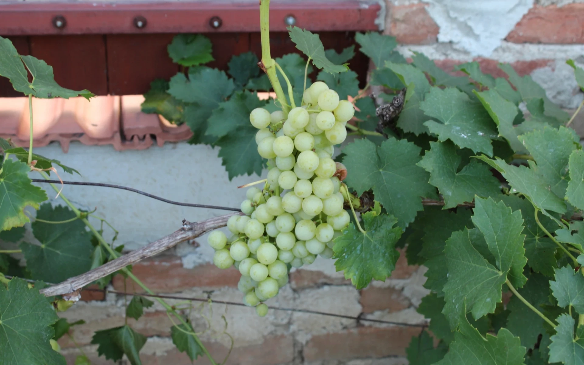 Plíseň na vinné révě: Jak se jí zbavit a jak plísni předcházet