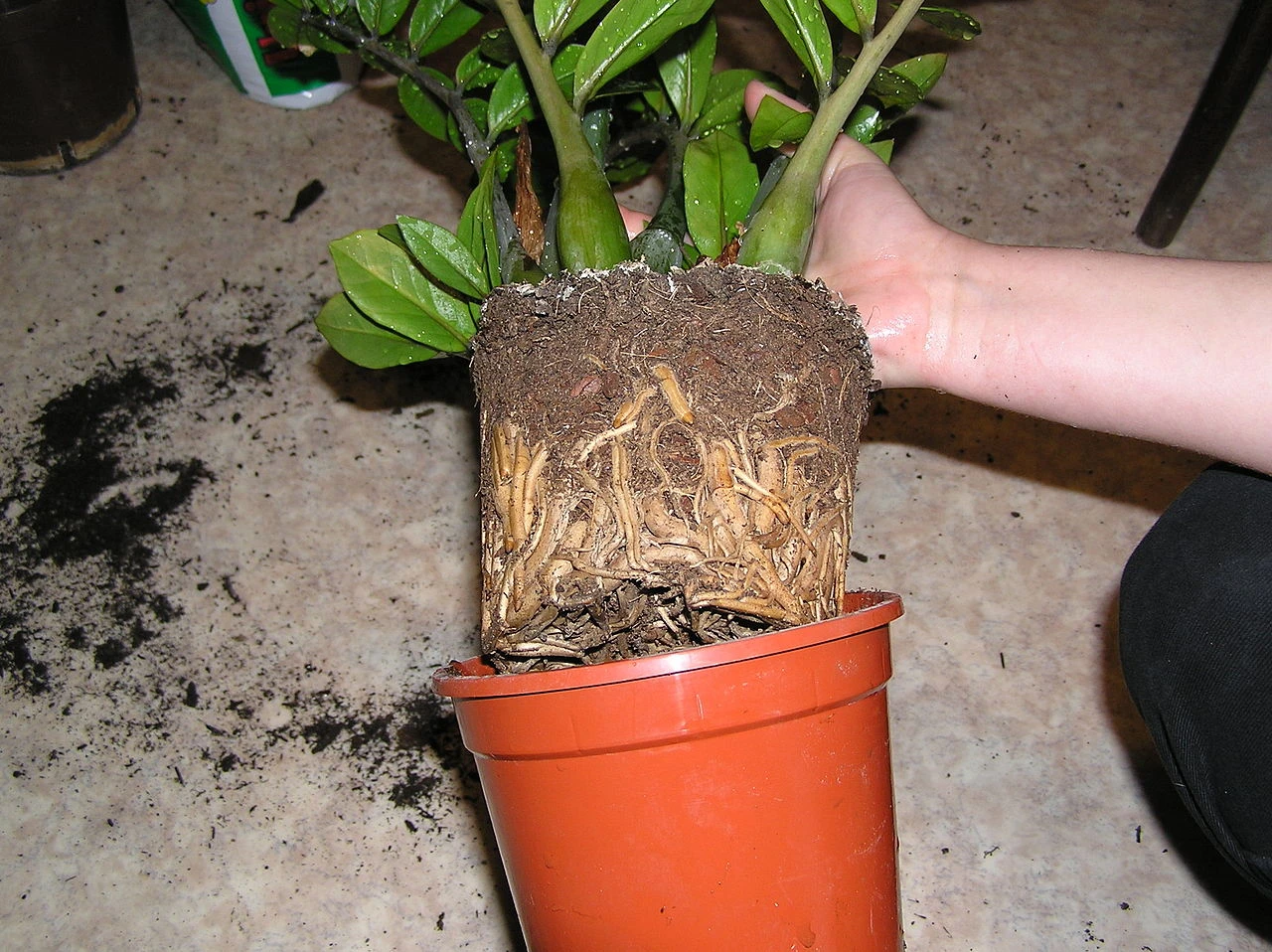 Rozmnožování rostlin