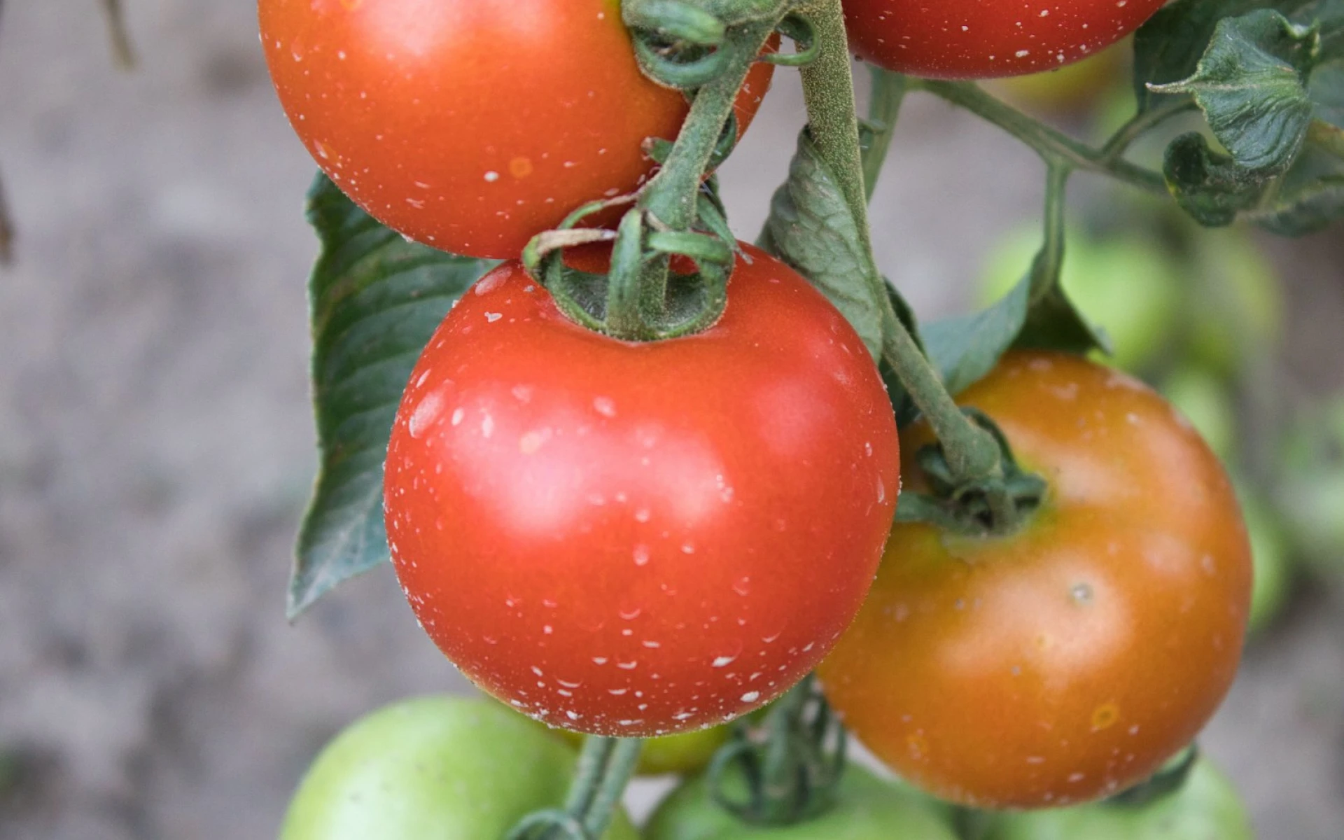 K těmto rostlinám rajčata nesázejte: Mohou zpomalit jejich růst a způsobit nízkou úrodu