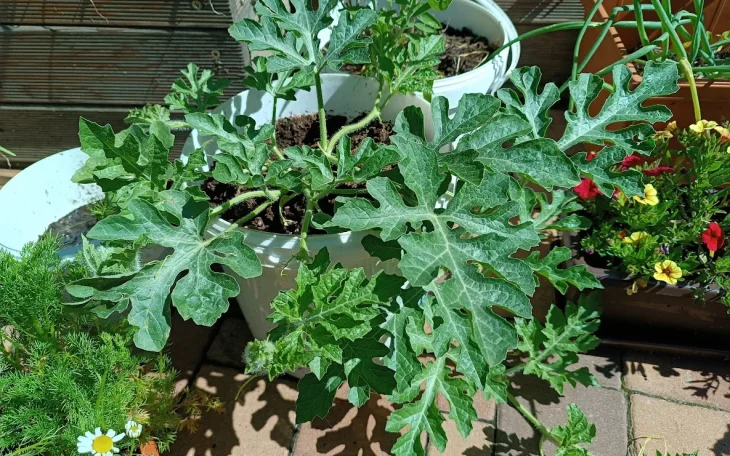 Pěstování melounů v nádobě