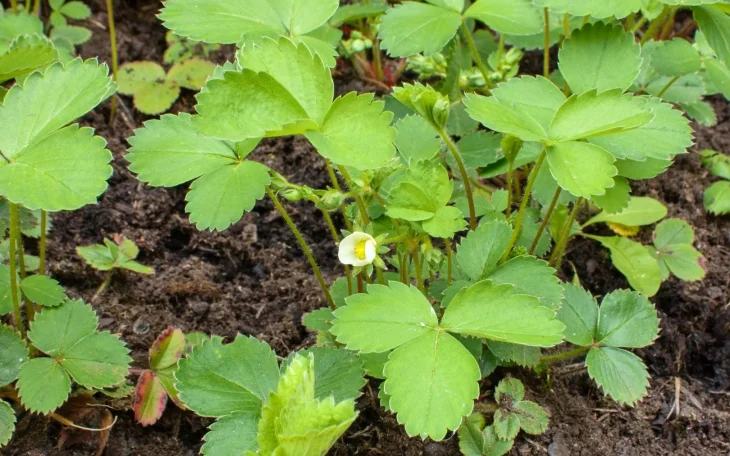 Jahodníky s květy potřebují správné hnojení