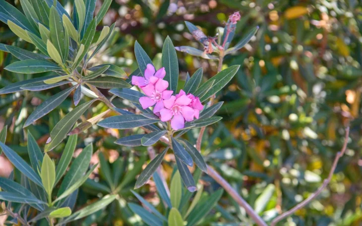 Oleandr v zimě bývá napadený škůdci