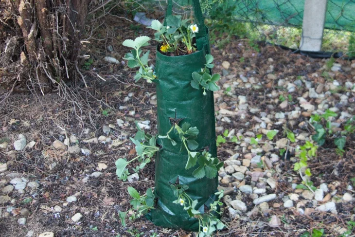 Rostliny jahod v závěsném pytli