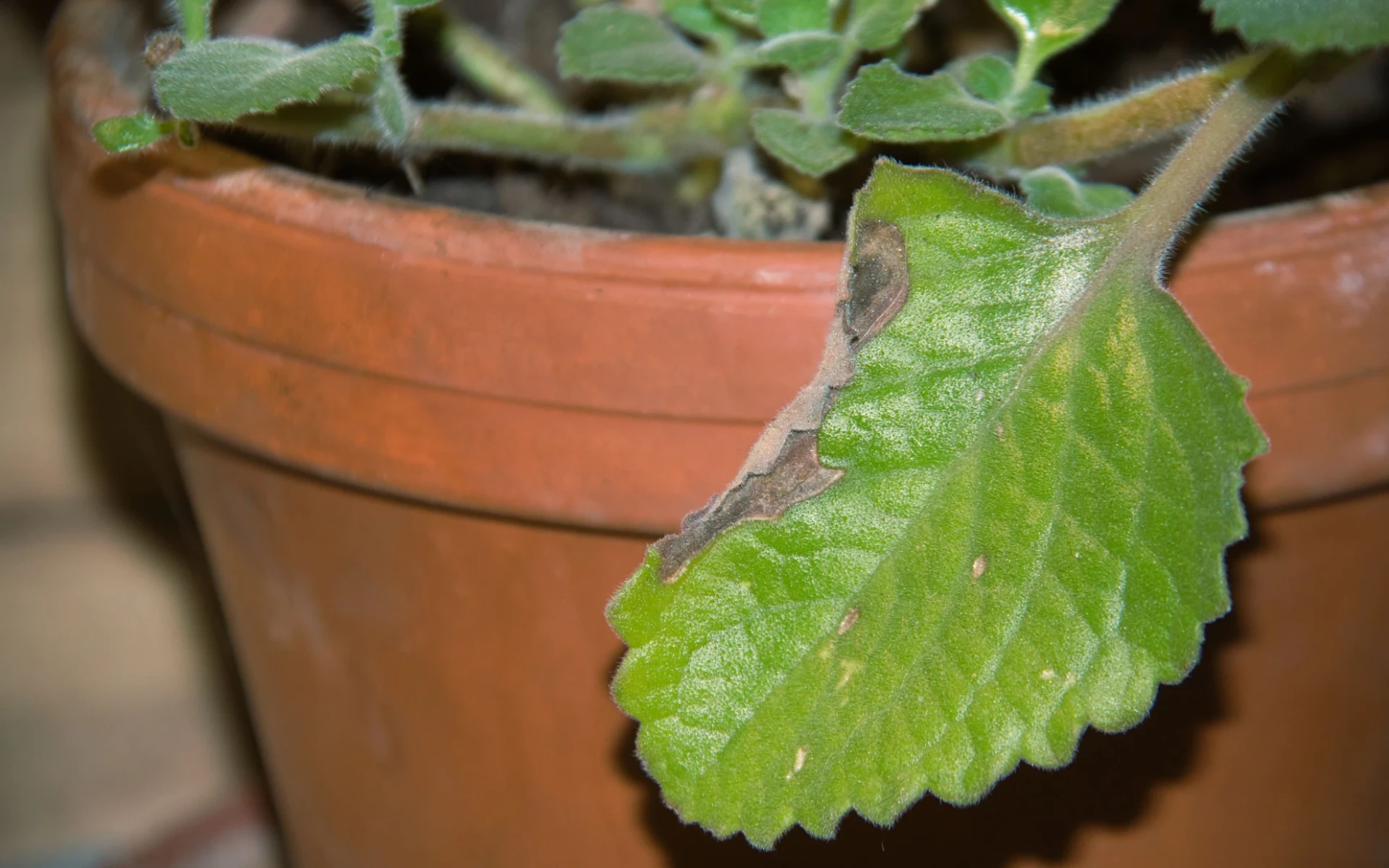 Černé listy u pokojových rostlin: Průvodce diagnózou a nápravou