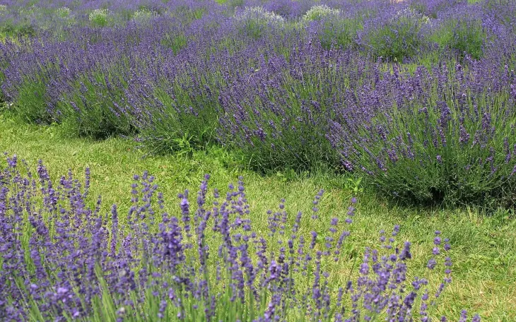 Levandule