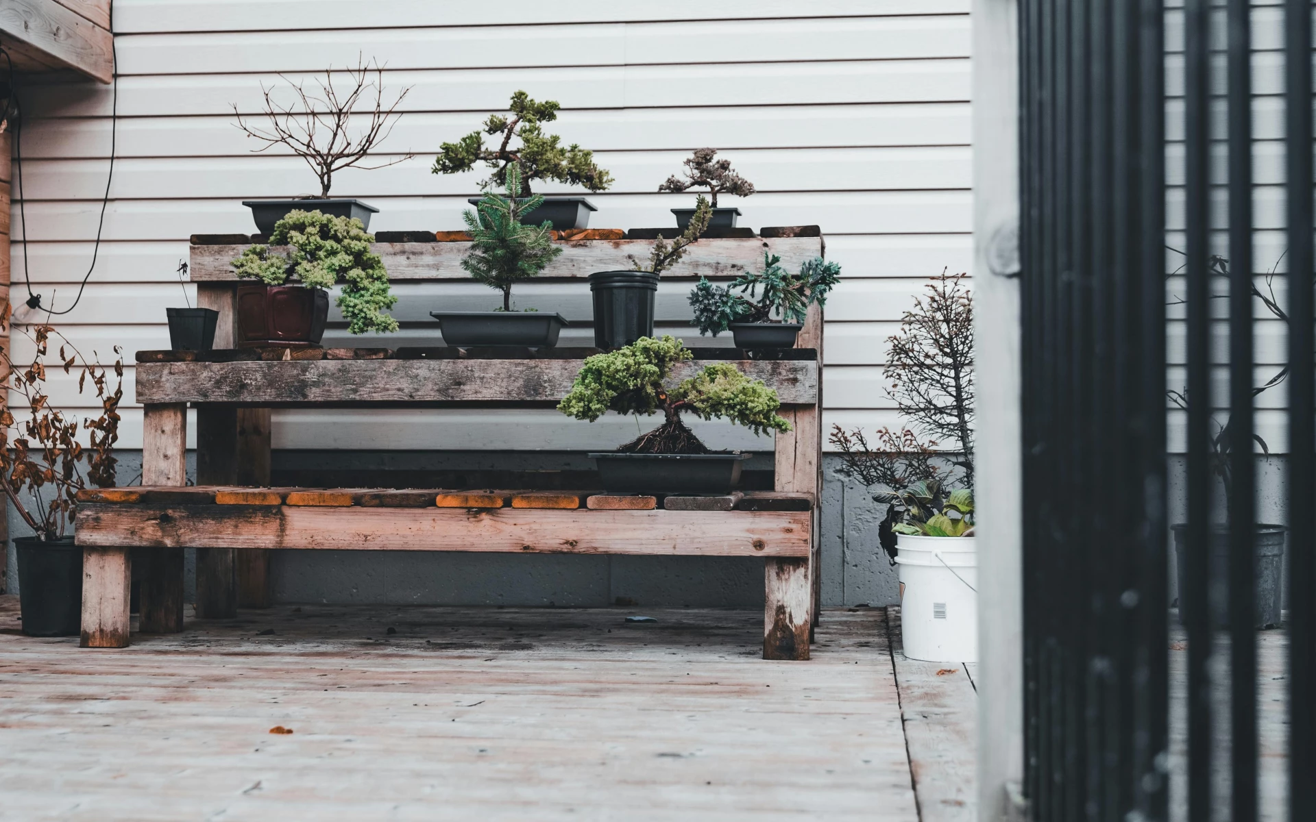 Jak zazimovat nádobové bonsaje a ochránit je před vymrznutím