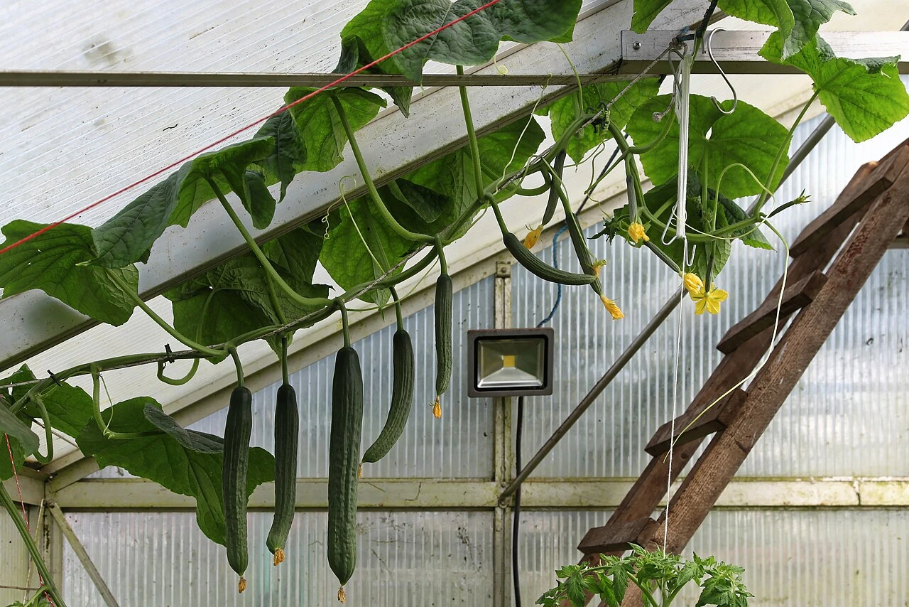 Okurky ve skleníku Okurky ve skleníku