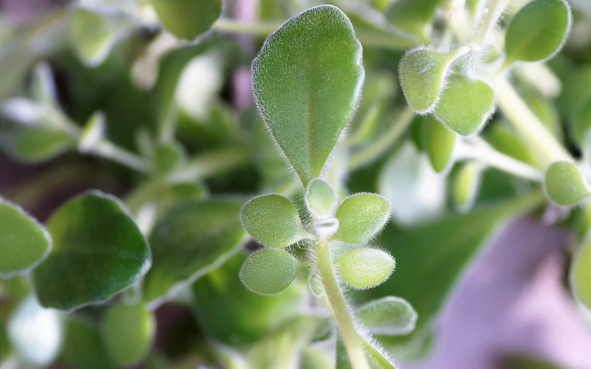 Jak zaštipovat a hnojit rýmovník, aby se rozrůstal, listy měl plné živin a bylo ho dost na zimu