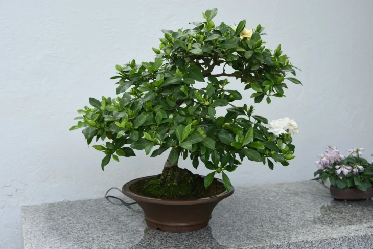 Gardénie jasmínovitá