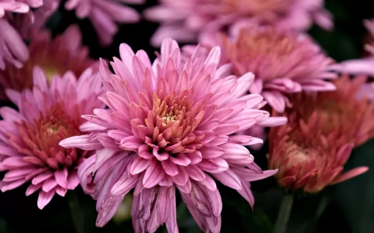 Chryzantémy