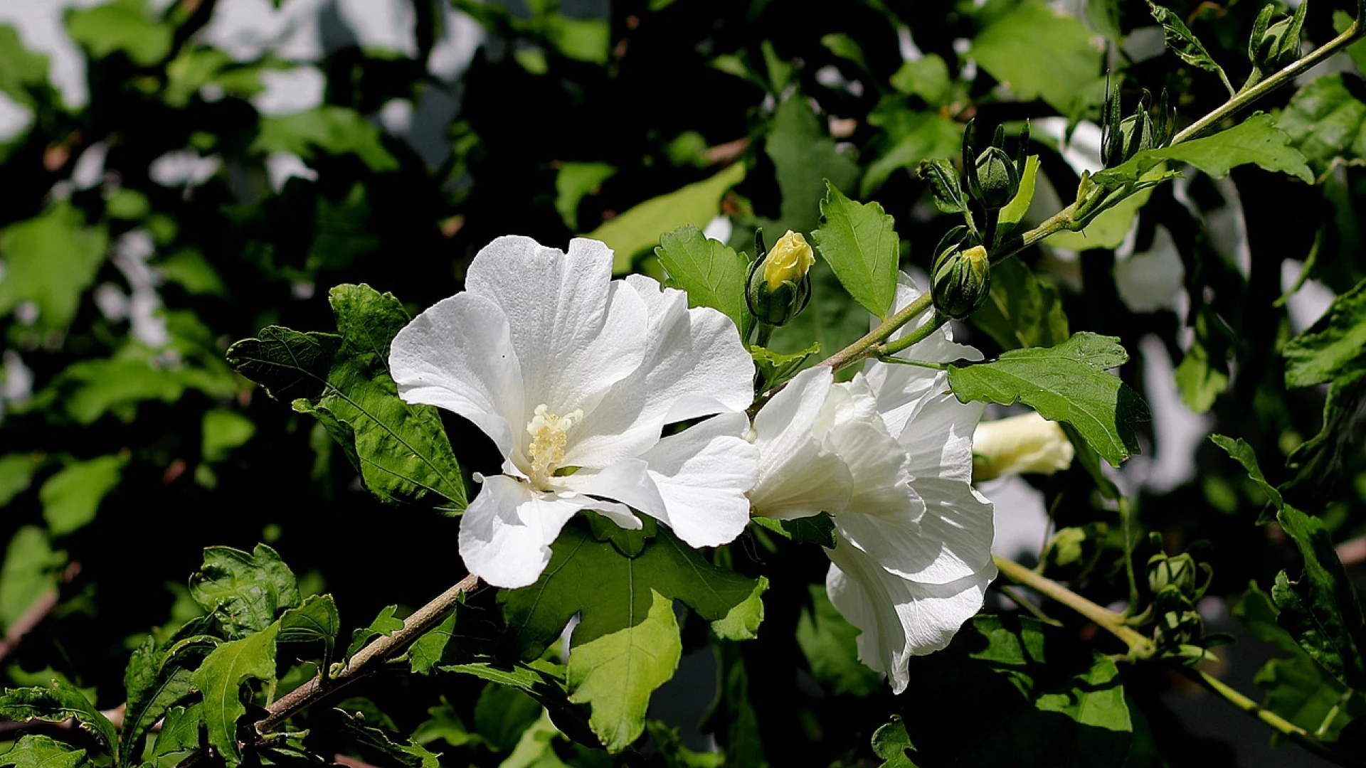 Ibišek syrský: 3 důležité kroky, které zajistí mnoho velkých květů až do podzimu