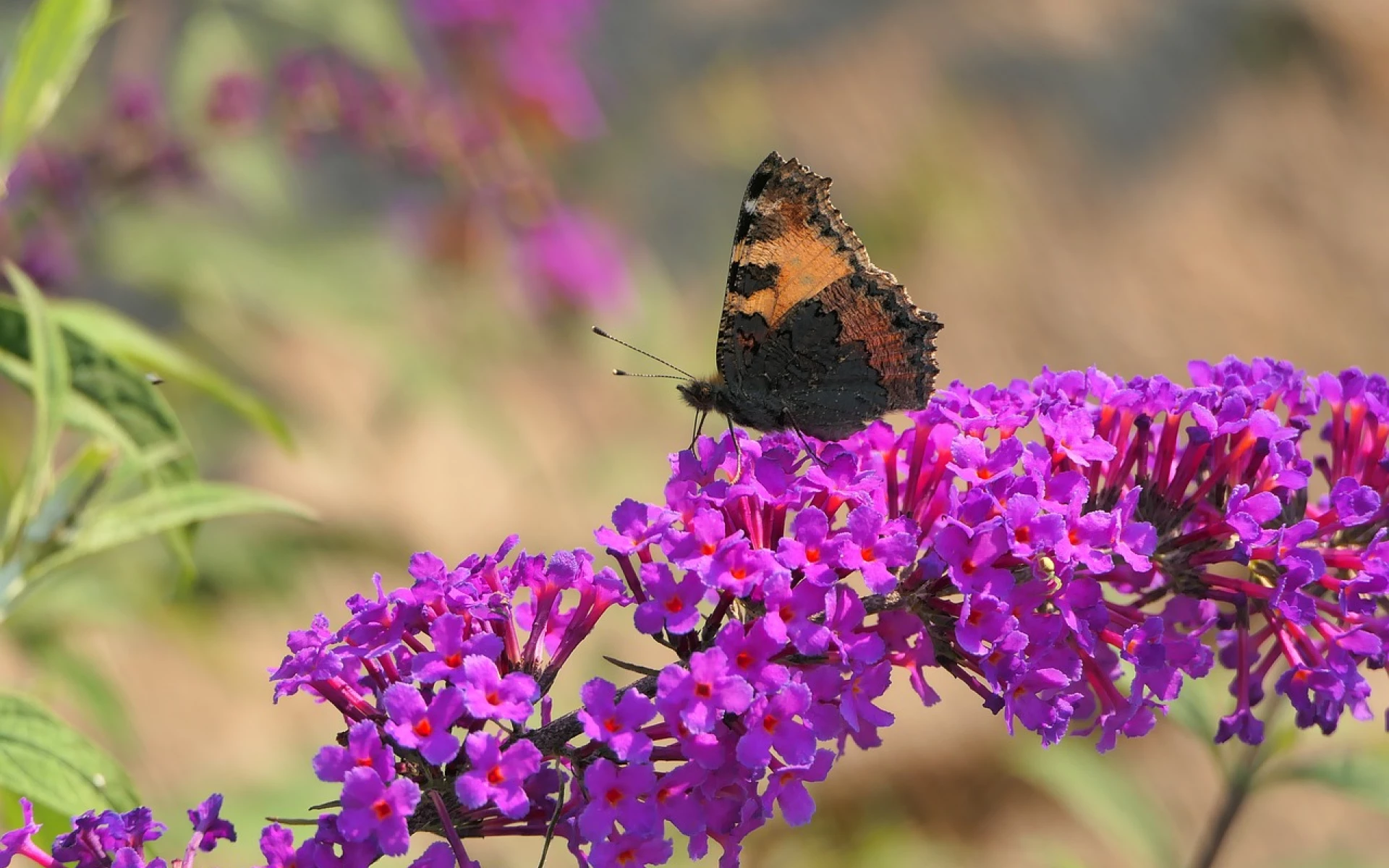 Motýlí keř v říjnu: Jakou péči mu dopřát, aby bohatě kvetl a tolik se nerozrůstal