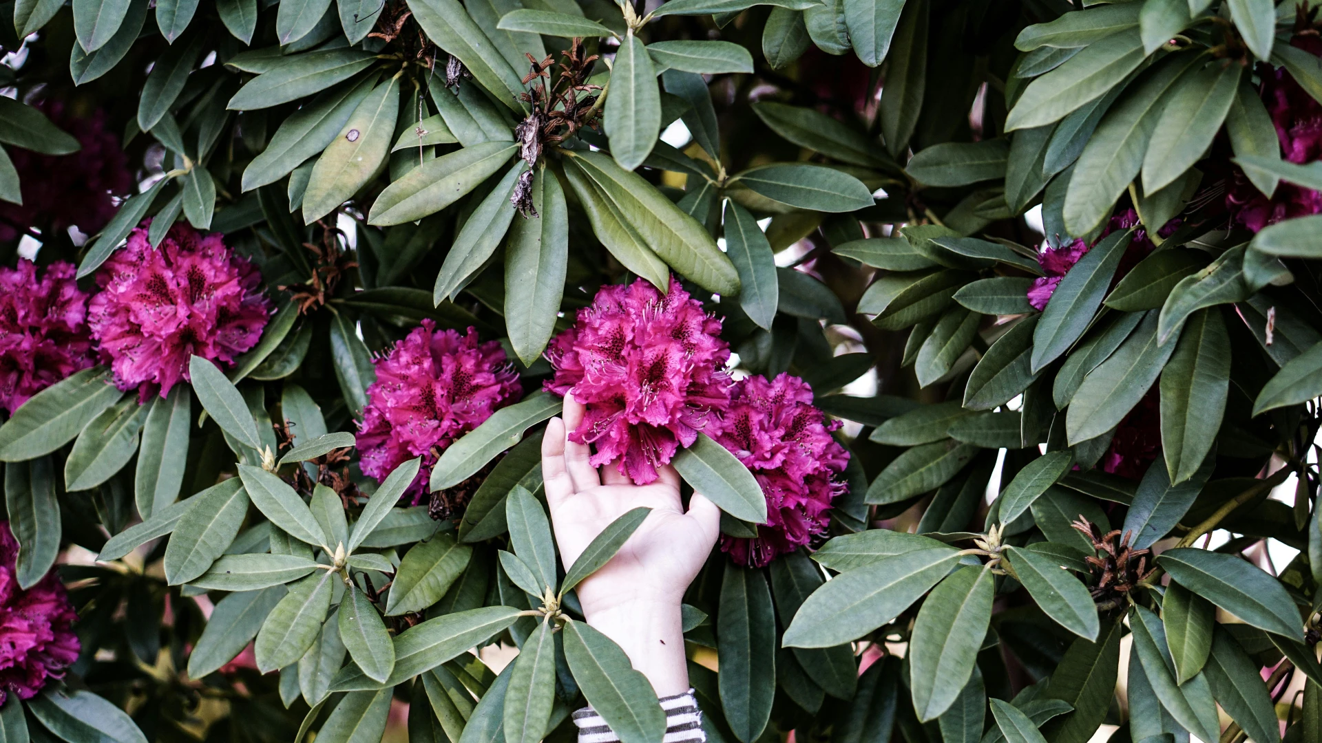 Proč má rododendron okousané listy a další potíže, které není radno podceňovat