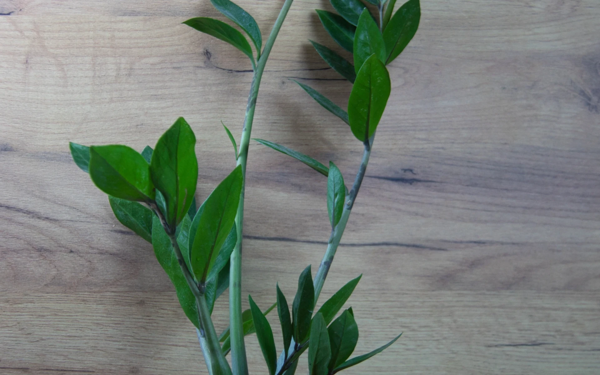 Zamiokulkas se zdravými listy