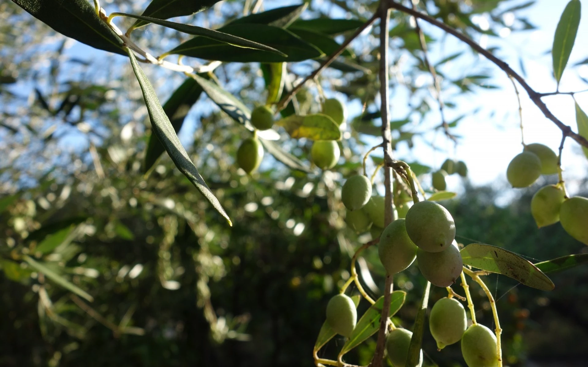 Olivovník: Jak ho pěstovat a zazimovat, aby se mu dařilo