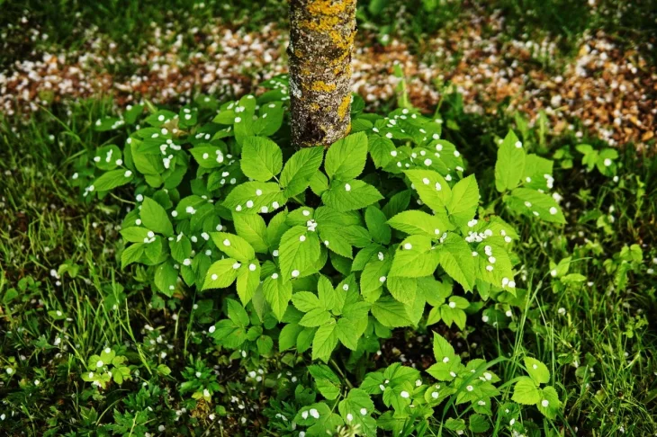 Bršlice kozí noha pod stromem na zahradě, plevel na přípravu hnojiva