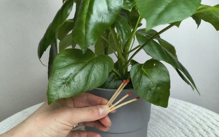 Sirky se nevyplatí zapichovat do substrátu k pokojové rostlině