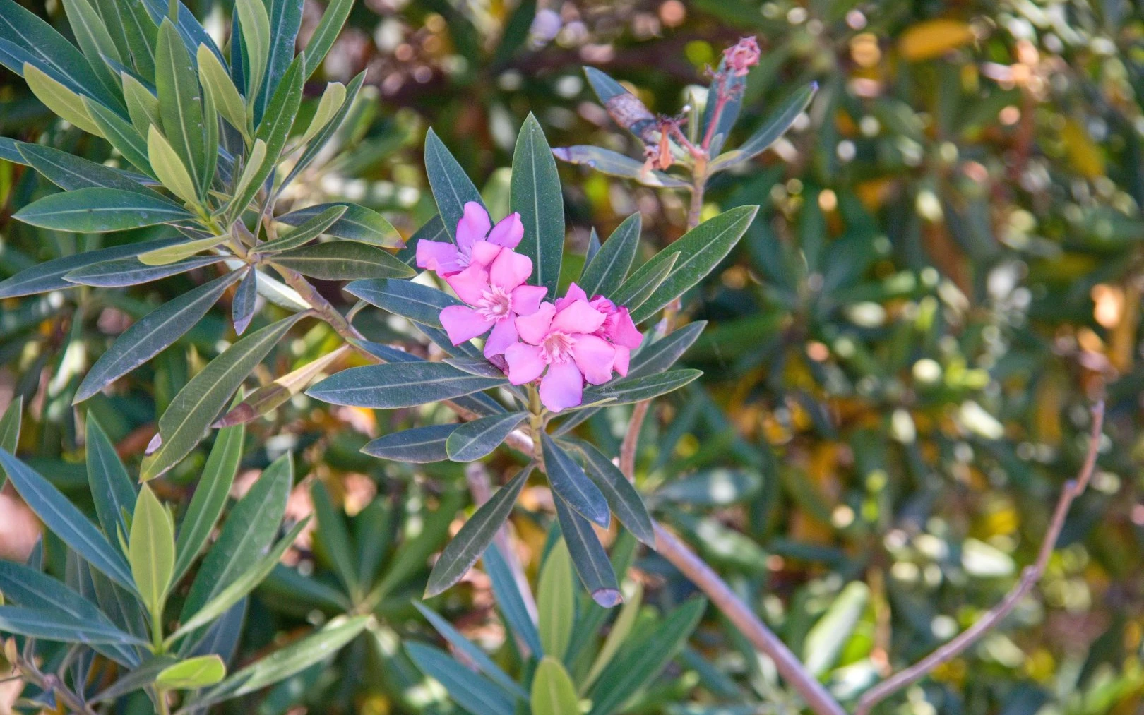 Oleandr v zimě bývá napadený škůdci