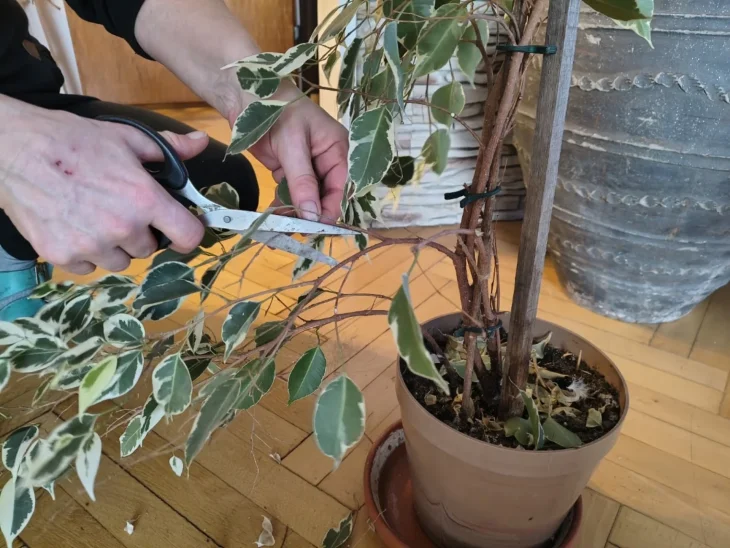 Stříhání fíkusu malolistého