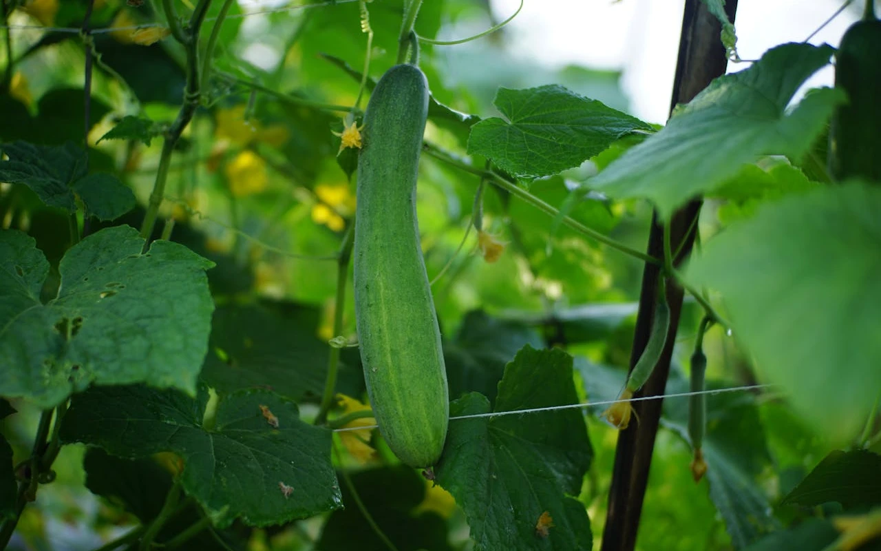 Plody okurek na záhonu
