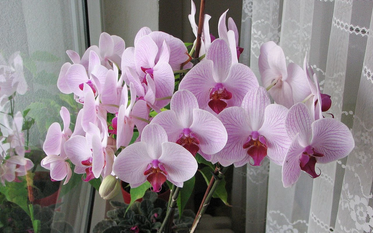 Říjnové hnojení orchideje, které podpoří její celoroční kvetení a zabrání žloutnutí listů