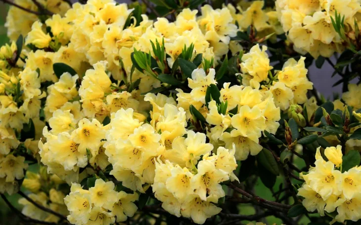 zluty rododendron