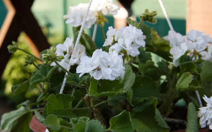 Pěstování muškátů s bílými květy v závěsném květináči