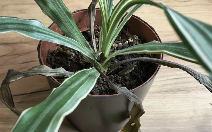 Únorová pomoc pro rostlinu s hnědými listy