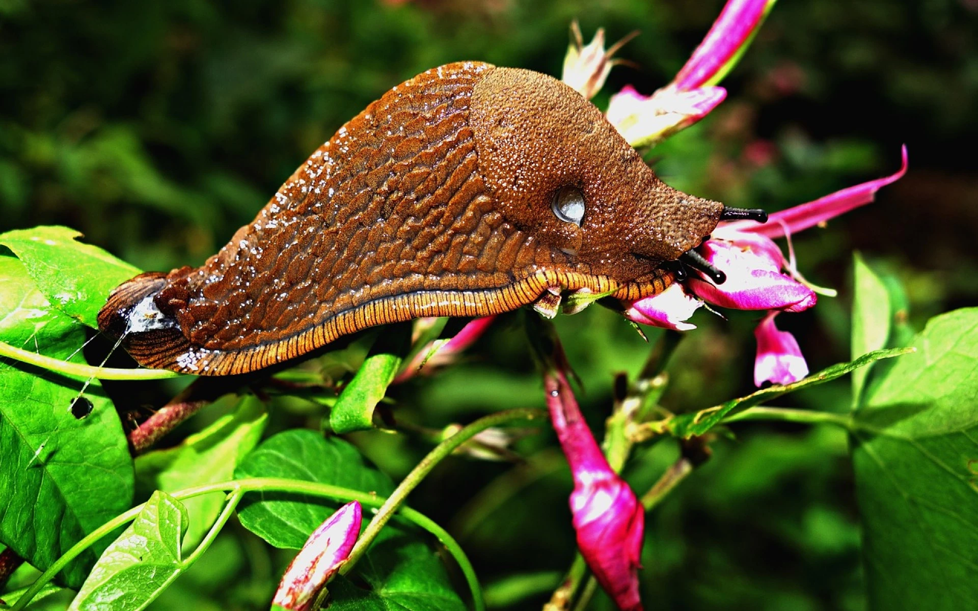 Slimáci na zahradě: Jak se jich zbavit? Vyzkoušejte 3 funkční způsoby, se kterými ochráníte úrodu