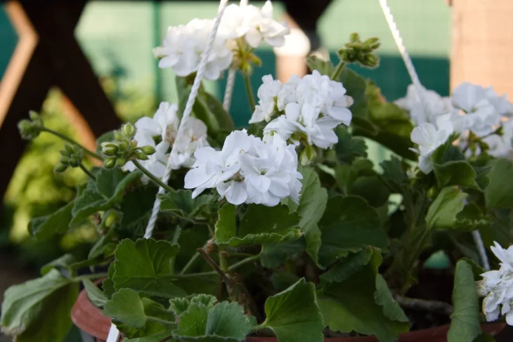 Bílé květy muškátů, pelargonie v květináči