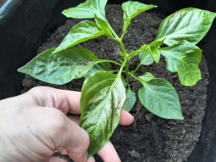 Paprika s poškozeným listem od slunce
