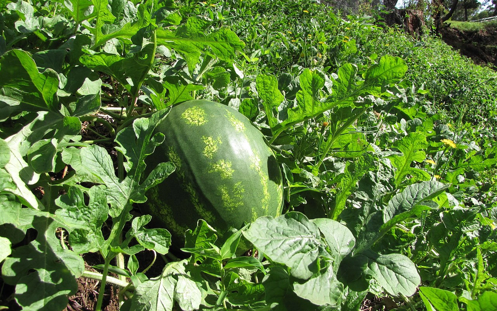 Květnové hnojení melounů zajistí bohatou sklizeň a zdravé rostliny