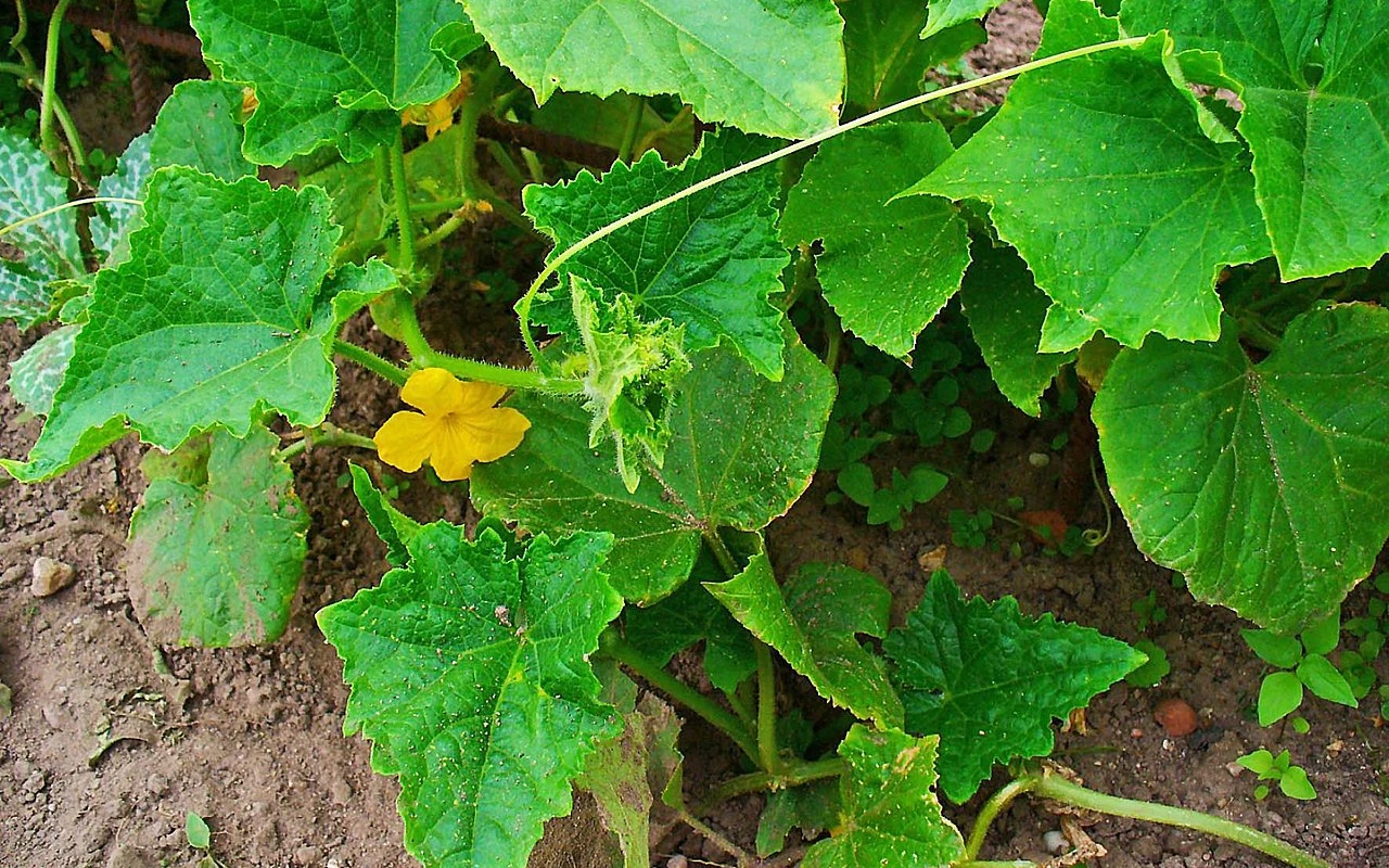 Cibulové slupky nevyhazujte, pokud je správně použijete, poslouží jako účinný postřik na plísně i hnojivo