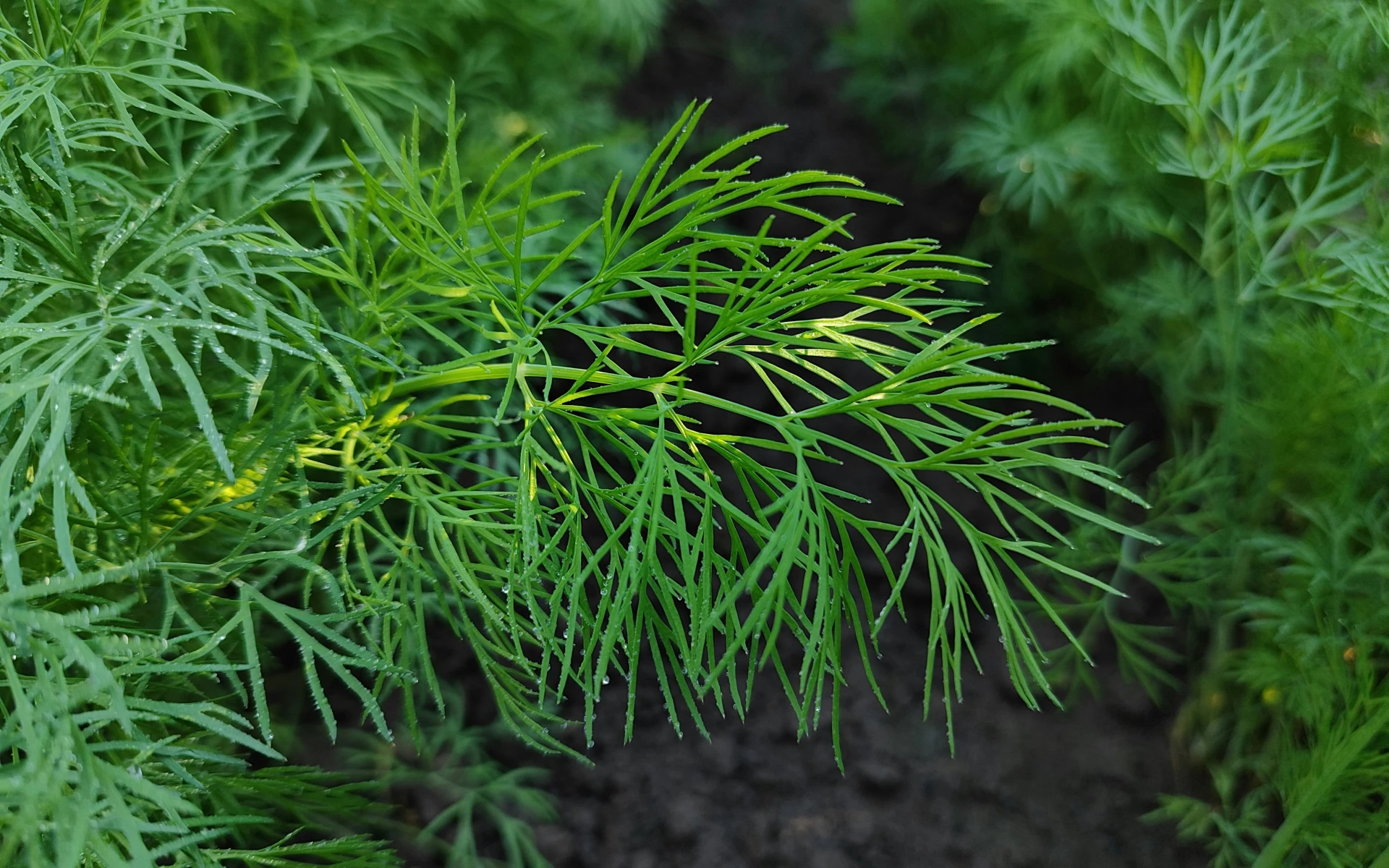 Hnojení kopru: Po správných živinách bude bylina aromatická, sytě zelená a bude jí na rozdávání