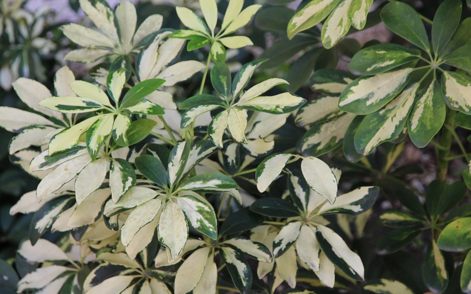 Schefflera listy
