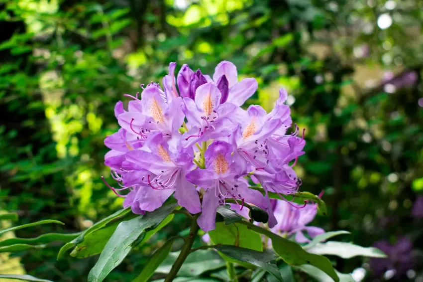 Letní péče o rododendrony, po které krásně a bohatě pokvetou