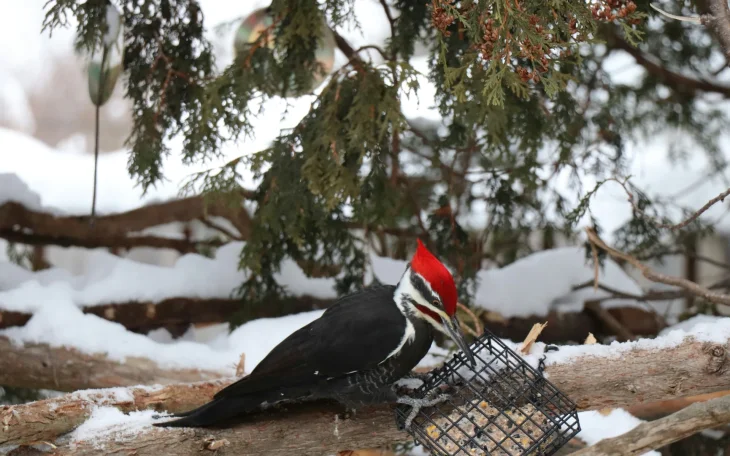 Datel u krmítka v zimním období