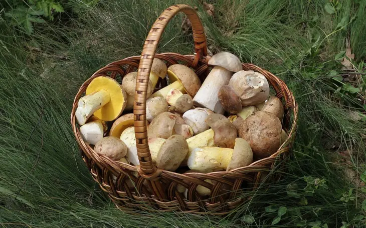 Koš plný hub