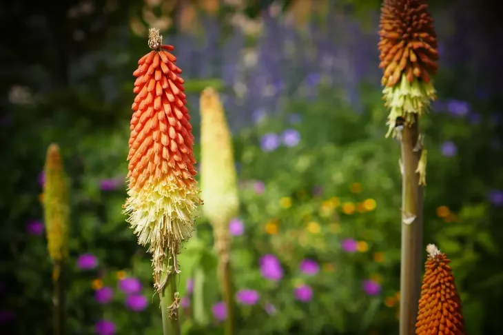 Kniphofie