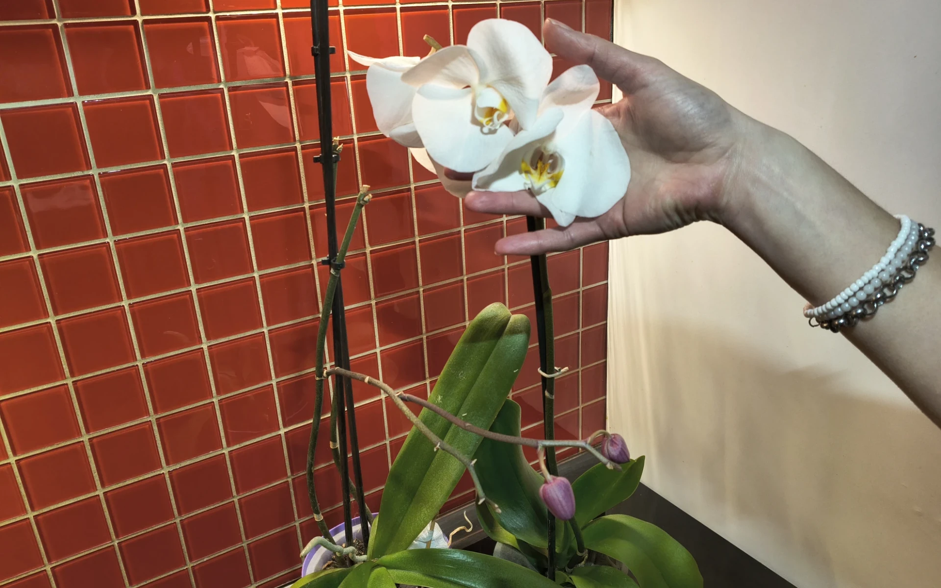 Kvetoucí orchidej