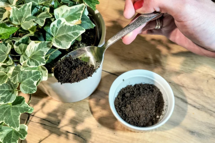 Kávová sedlina jako hnojivo pro rostliny