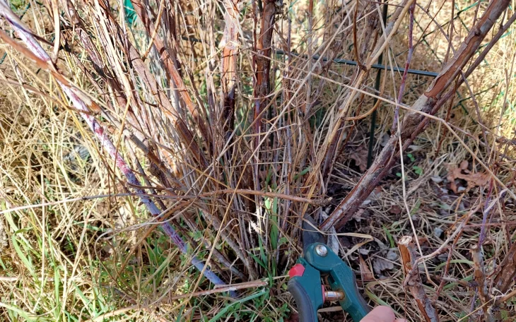 Ostružiny rostou jako divé, ale ne vždy je to dobře. Pokud…