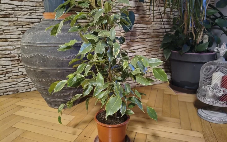 Jak zachránit fíkus benjamin