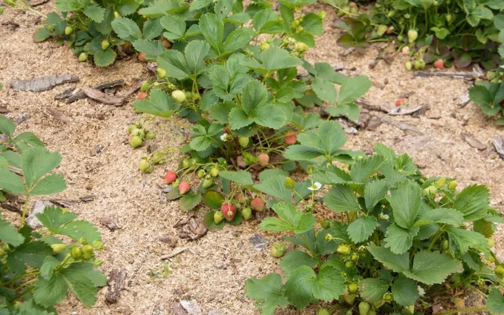 Zamulčované jahody na záhonu