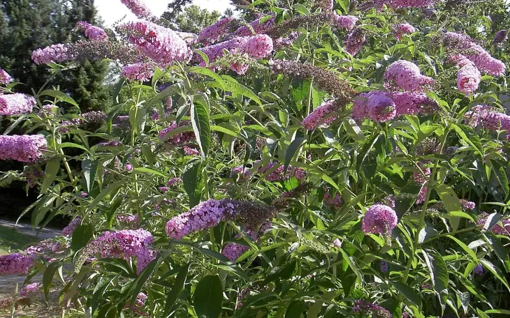 Květy motýlího keře